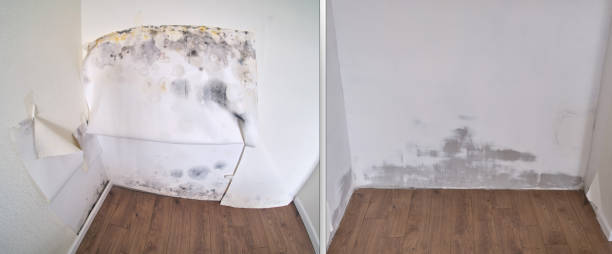 Best Commercial Mold Removal  in Grandy, NC